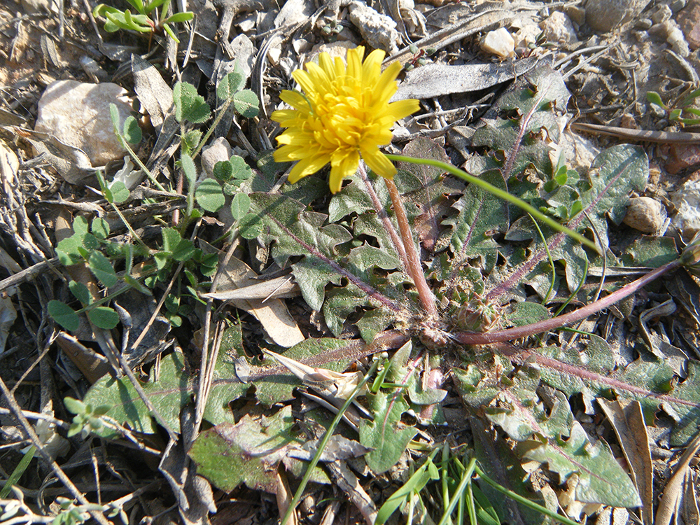 Taraxatum laevigatum (diente de leon)